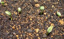 「芽がでた枝豆」　H21.5.18（月）　晴れ